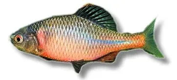 Näsets Ciklidhobby Rhodeus sericeus bitterling 4–6 cm