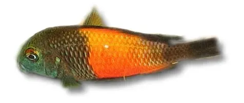 Näsets Ciklidhobby Tropheus moorii orange bemba ciklid 3,5–4 cm