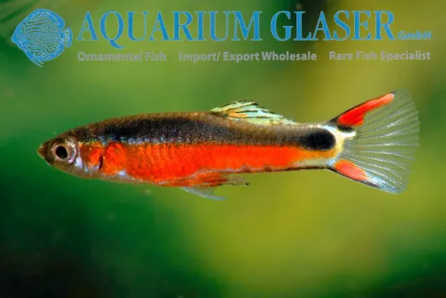Näsets Ciklidhobby Poecilia wingei Santa Maria guppy 2–2,5 cm