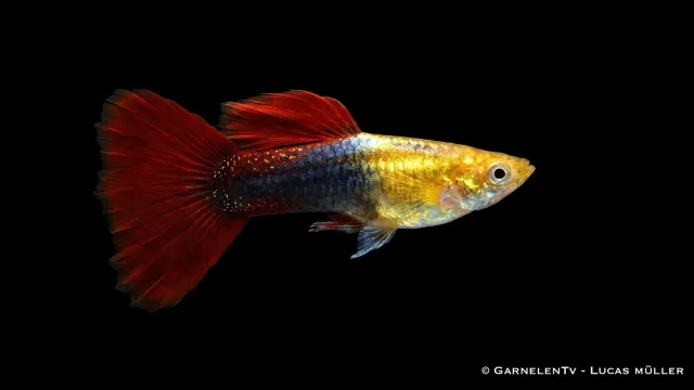 Garnelen TV guppy Red Gold Tuxedo Poecilia akvariefisk hane