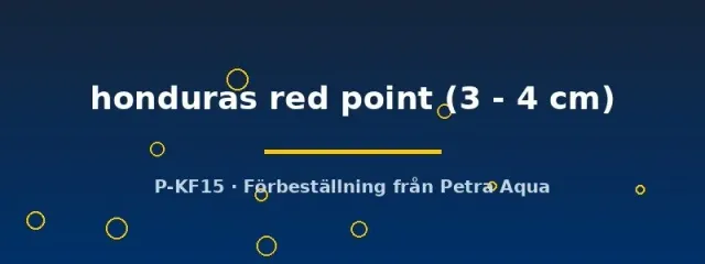 Cryptoheros honduras red point ciklid 3–4 cm