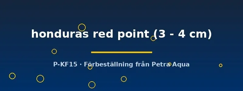 Cryptoheros honduras red point ciklid 3–4 cm