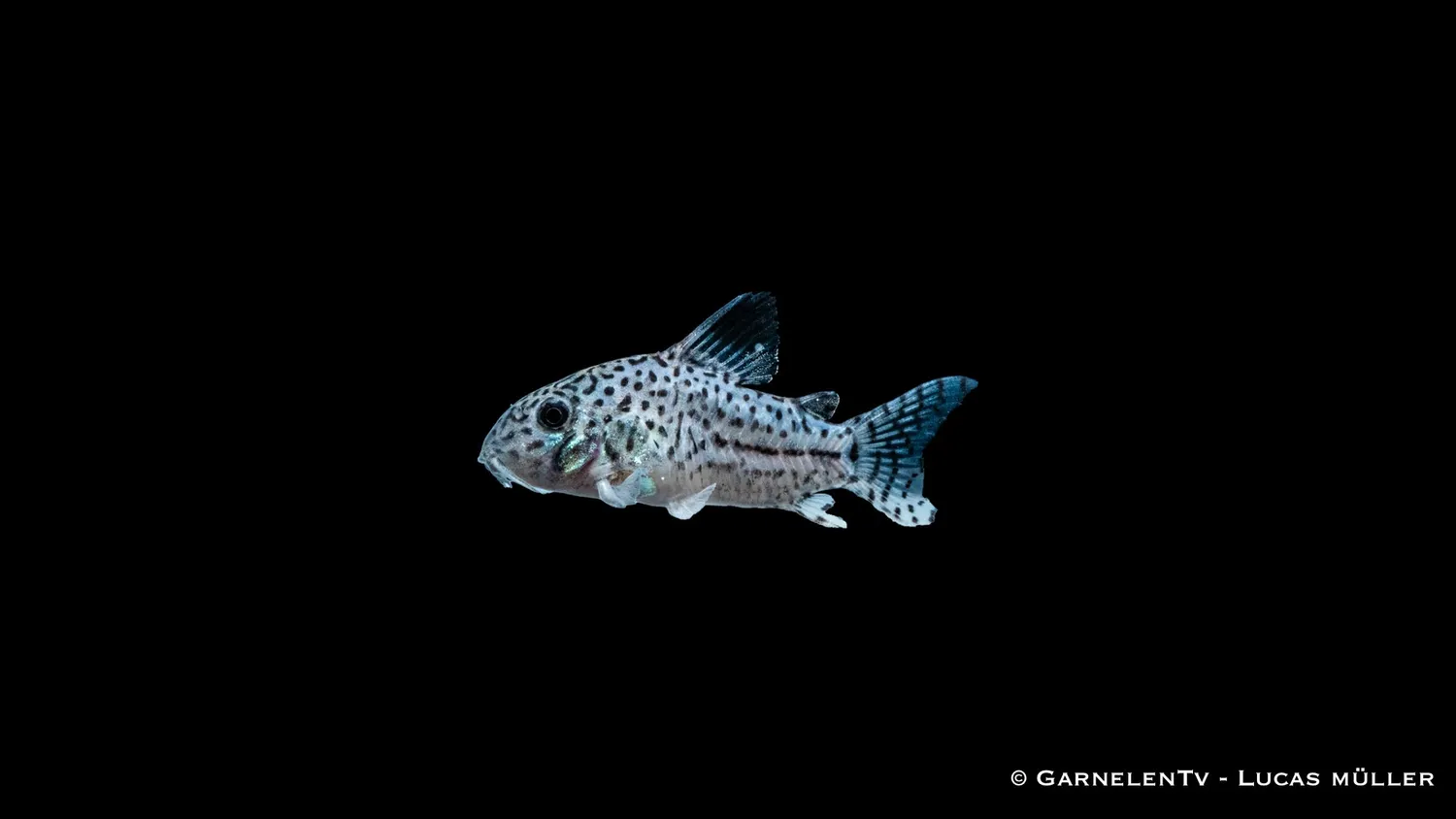 Garnelen TV Corydoras leopardus akvariefisk leopardmönstrad
