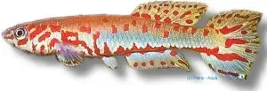 Näsets Ciklidhobby Aphyosemion ndianum akvariefisk 3–4 cm