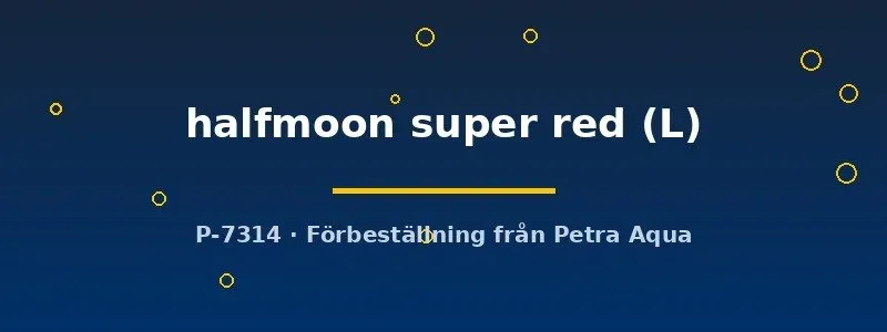 Näsets Ciklidhobby Betta halfmoon super red kampfisk L hane