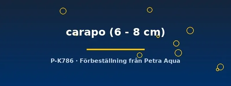 Gymnotus carapo knivfisk 6–8 cm nattaktiv