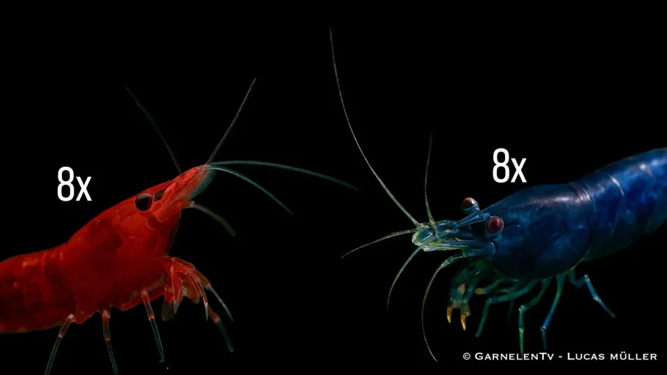 Garnelen TV Neocaridina paket blå röd räkor 16-pack