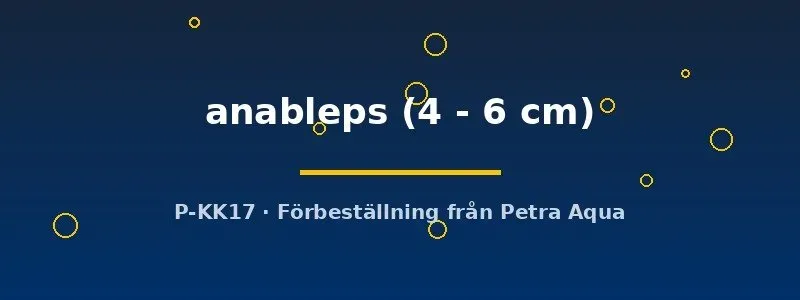 Näsets Ciklidhobby Anableps fyrögonfisk 4–6 cm