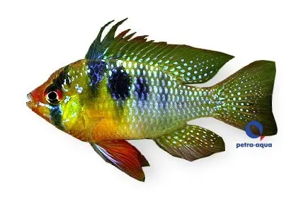 Näsets Ciklidhobby Ramirezi fjärilsciklid 3–4 cm bottenfisk