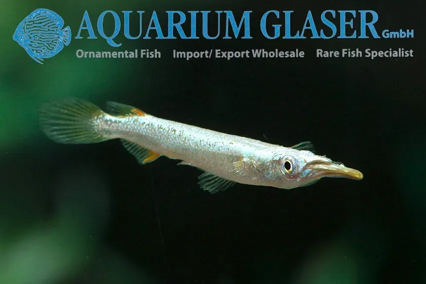 Näsets Ciklidhobby White-albino half beak näbbgädda md