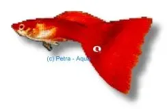 Näsets Ciklidhobby Poecilia reticulata red delta neon guppy 3–4 cm
