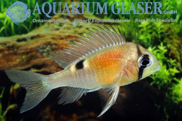 Näsets Ciklidhobby Biotodoma cupido wild ciklid 4–6 cm