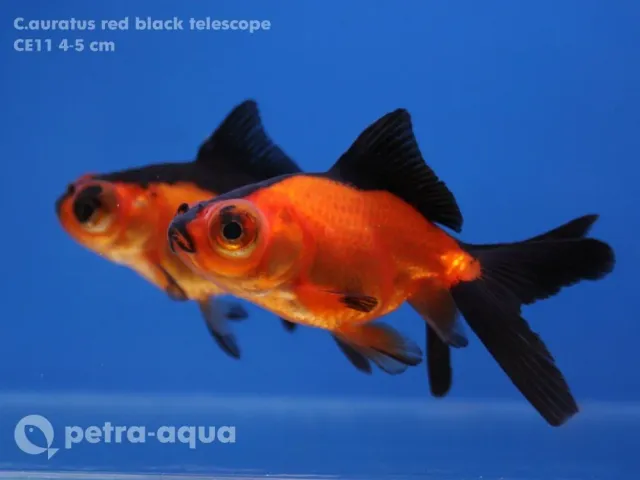 Näsets Ciklidhobby Carassius auratus Red Black Telescope guldfisk 4–5 cm