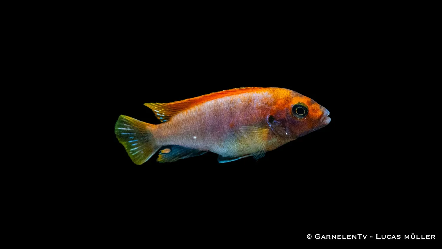 Garnelen TV Labidochromis hongi Red Top ciklid