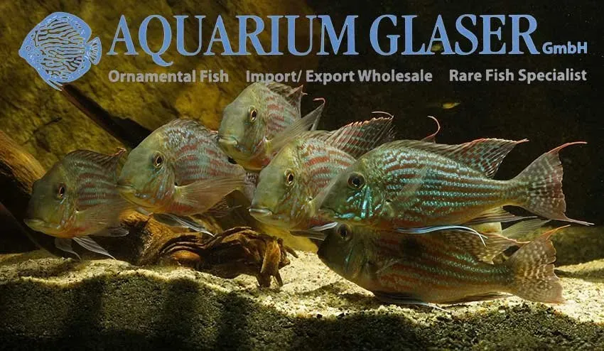 Näsets Geophagus sveni Araguaia ciklid 5–7 cm