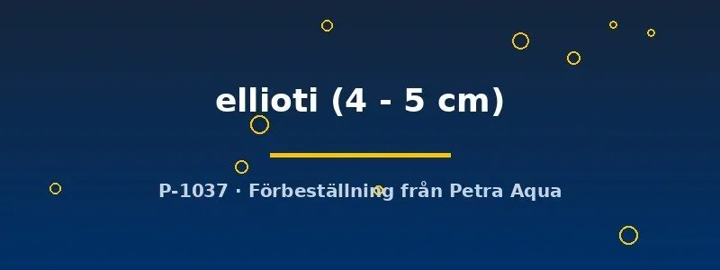 Näsets Ciklidhobby Thorichthys ellioti ciklid 4–5 cm parbildande
