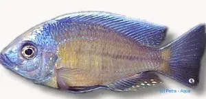 Näsets Ciklidhobby Cyrtocara boadzulu malawiciklid 7–9 cm