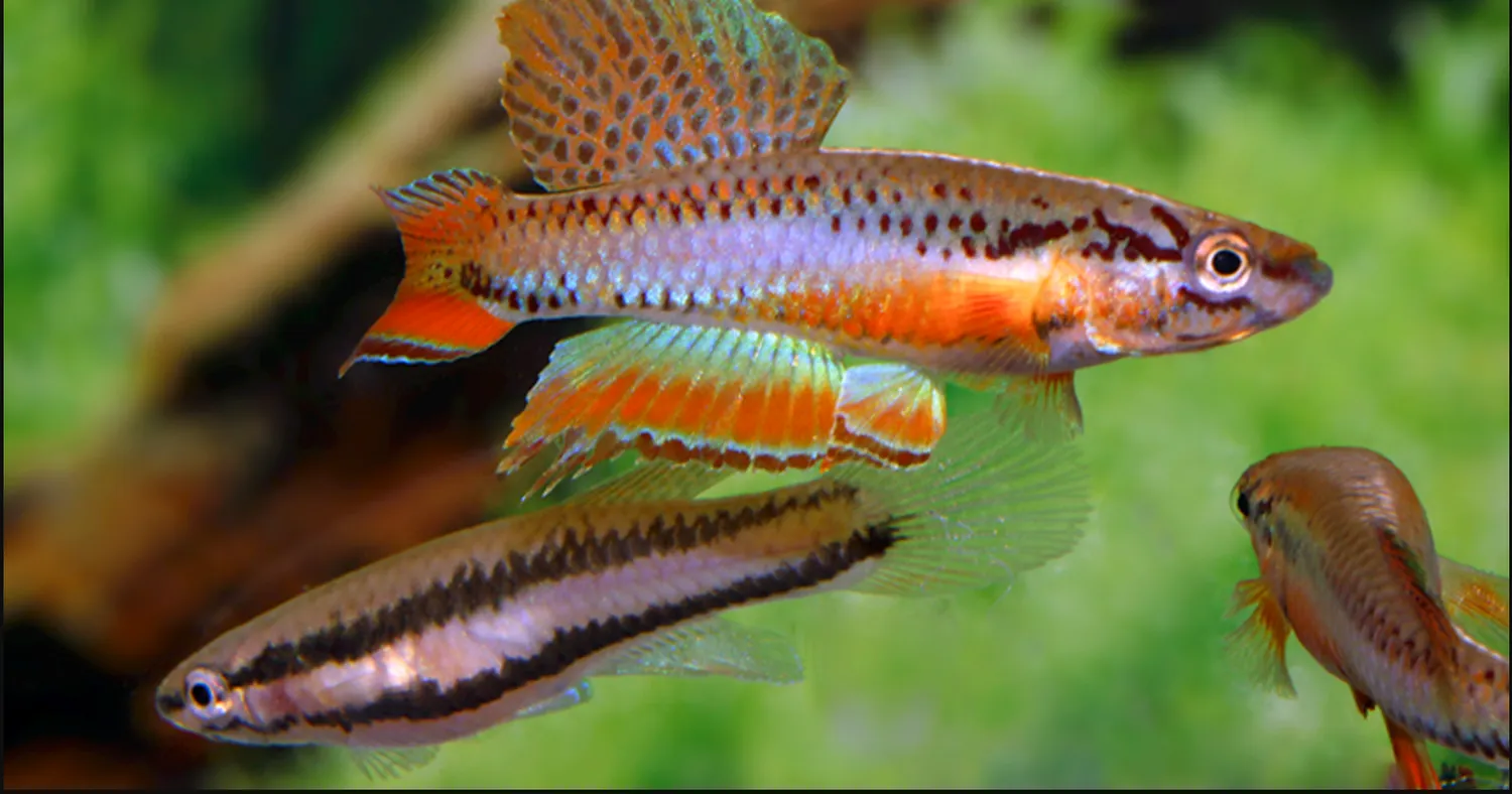 Näsets Ciklidhobby Bivittatum Funge killi 4–5 cm par
