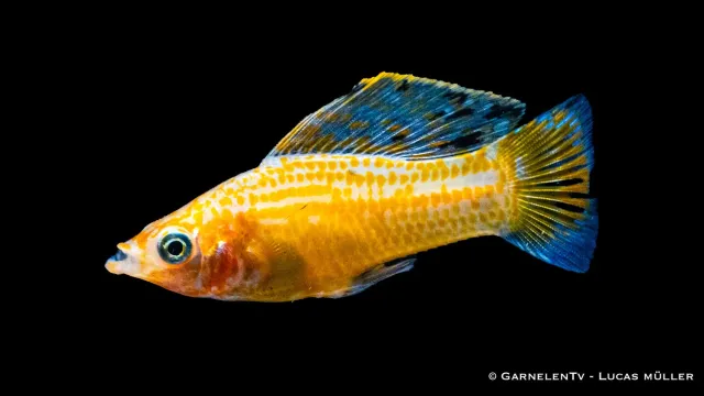 Garnelen TV segelmolly guld Poecilia velifera akvariefisk