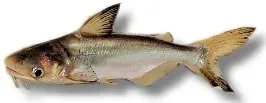 Näsets Ciklidhobby Sutchi mal 3–4 cm storväxande