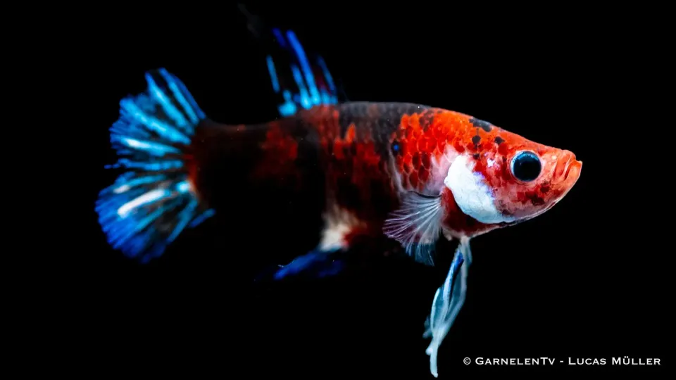 Garnelen TV Star Koi Plakat kampfisk hane