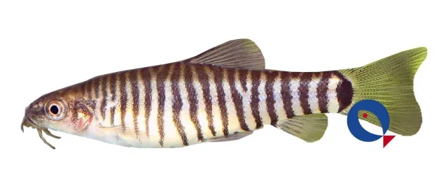 Näsets Ciklidhobby Yunnanilus cruciatus akvariefisk 3–4 cm