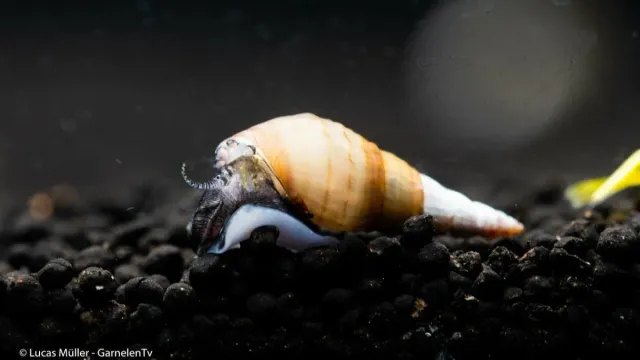 Garnelen TV Spiky Tarebia lineata akvariesnäcka 2-3 cm