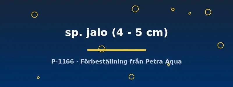 Näsets Aulonocara sp. jalo ciklid 4–5 cm Malawi