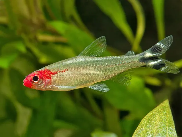 Näsets Ciklidhobby Rödmunstetra 3–3,5 cm stimfisk