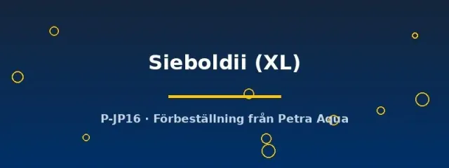 Näsets Ciklidhobby Talamancaheros Sieboldii XL ciklid stor