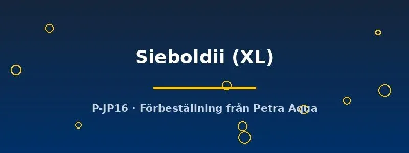 Näsets Ciklidhobby Talamancaheros Sieboldii XL ciklid stor