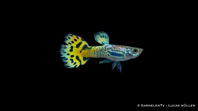 Garnelen TV Snakeskin grön guppy hane akvariefisk