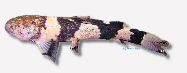 Näsets Ciklidhobby Pseudopimedolus zungaro bufonius mal >10 cm