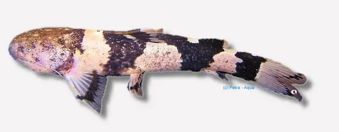 Näsets Ciklidhobby Pseudopimedolus zungaro bufonius mal >10 cm