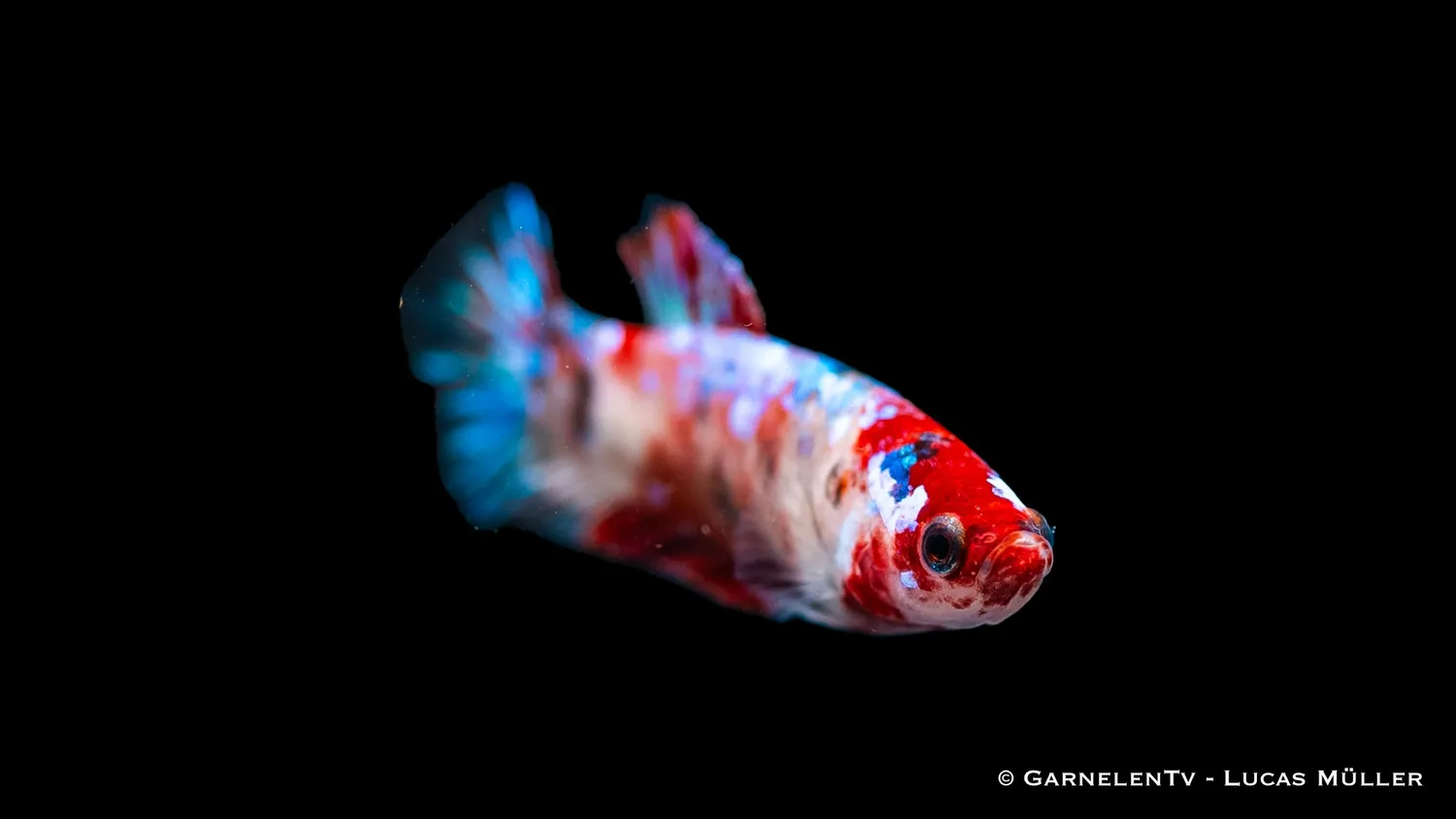 Garnelen TV kampfisk hona koi Betta splendens