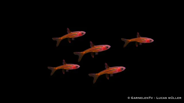 Garnelen TV Mosquitorasbora Boraras brigittae akvariefisk stim