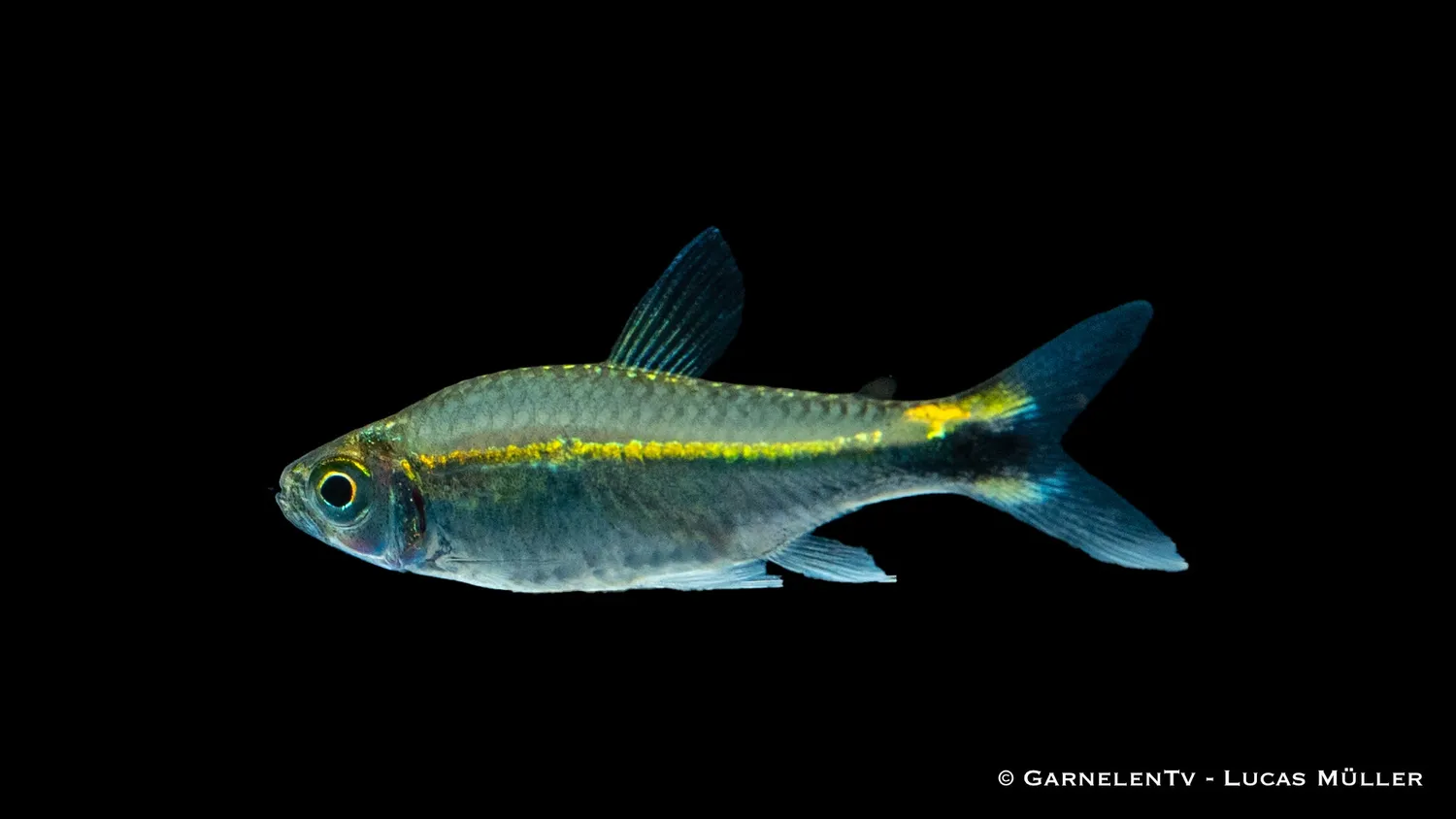 Garnelen TV Grön Neon tetror Hyphessobrycon stim