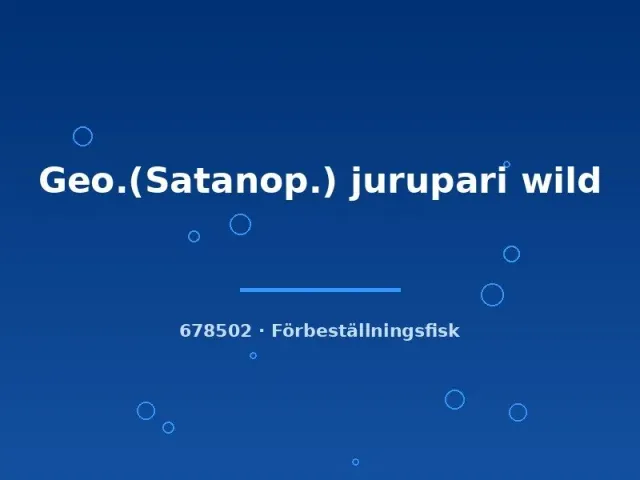 Näsets Ciklidhobby Satanoperca jurupari akvariefisk 4–6 cm vildfångad