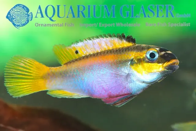 Näsets Ciklidhobby Pelvicachromis kribensis Nyete palettciklid 5–6 cm