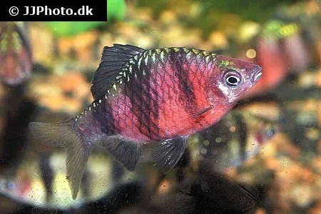 Näsets Ciklidhobby Purpurhuvudsbarb Barbus nigrofasciatus barb 3 cm