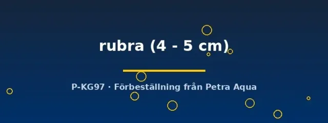 Näsets Ciklidhobby Betta rubra kampfisk par 4–5 cm