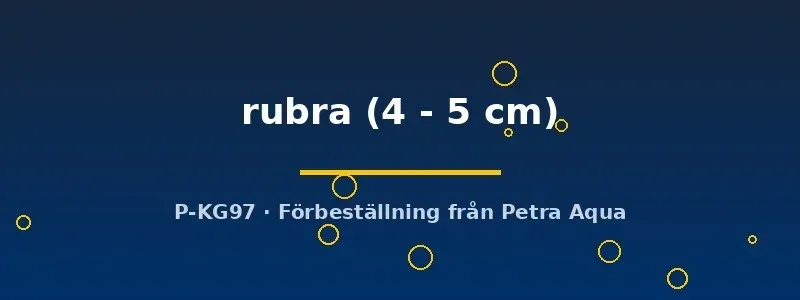 Näsets Ciklidhobby Betta rubra kampfisk par 4–5 cm