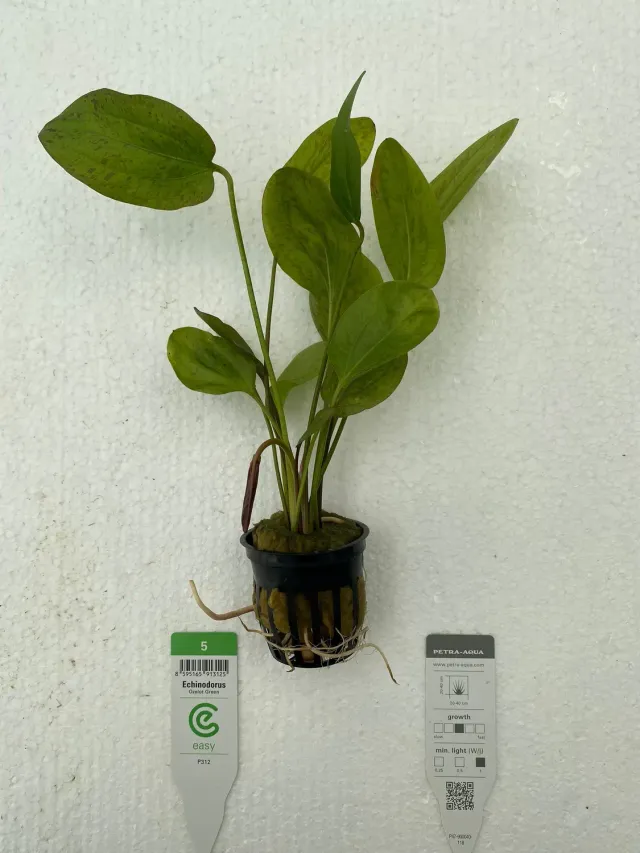 Näsets Ciklidhobby Echinodorus Ozelot Green Easy XXL akvarieväxt 1 st