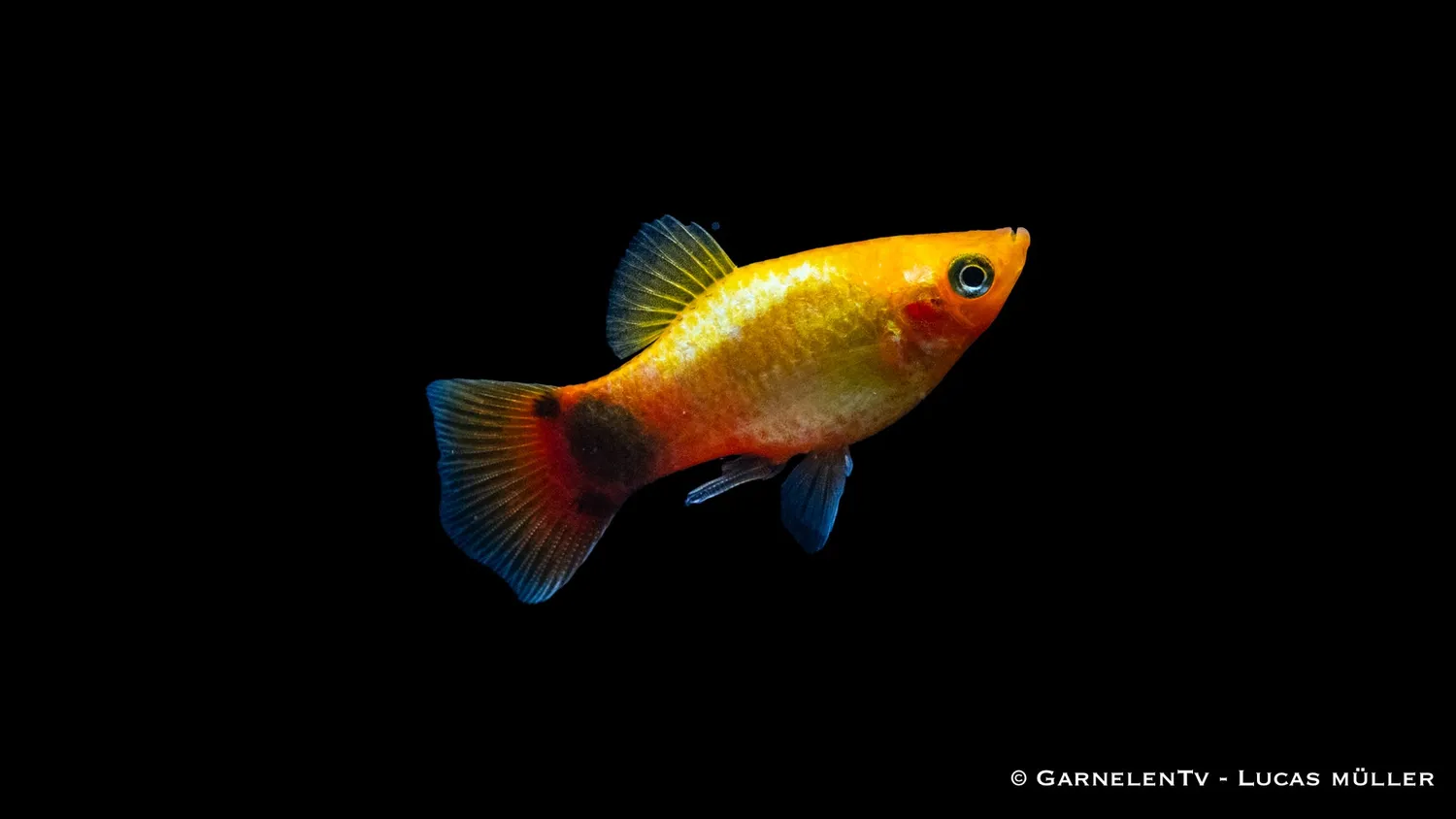 Platy Gold Mond Glühlicht Xiphophorus maculatus akvariefisk 5-7 cm
