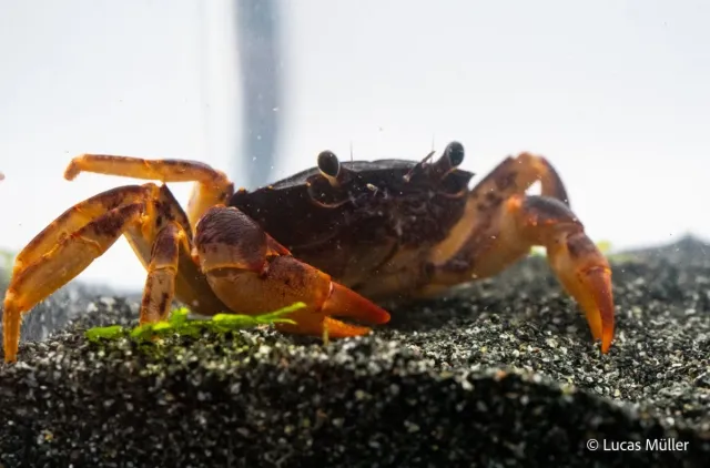 Parathelphusa ferruginea sulawesikrabba rostbrun