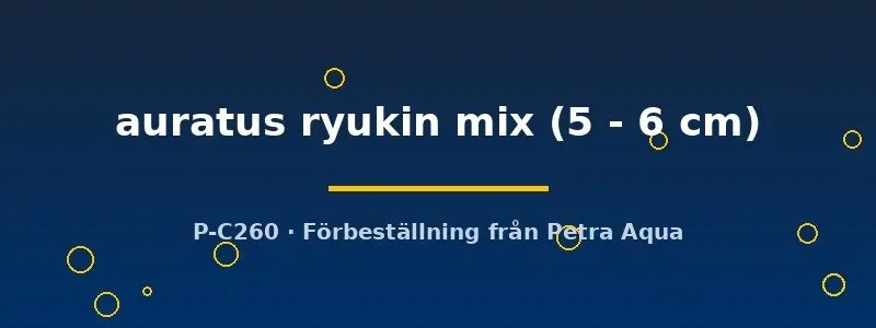 Näsets Ciklidhobby Carassius auratus ryukin mix guldfisk 5–6 cm