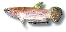 Näsets Ciklidhobby Betta simplex kampfisk XL