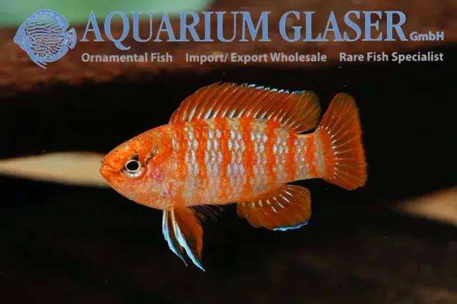Näsets Dario dario scarlet badis md–lg nanofisk