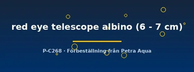 Näsets Ciklidhobby red eye telescope albino guldfisk 6–7 cm