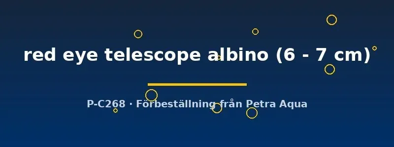 Näsets Ciklidhobby red eye telescope albino guldfisk 6–7 cm